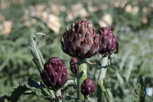 Tradição e Inovação: Alcachofra paulista floresce como destaque nacional