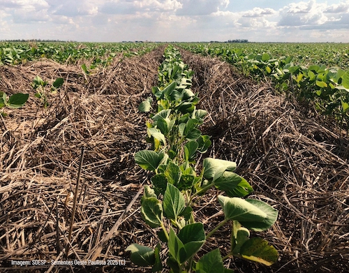 Forrageiras tem papel de destaque na melhoria da fertilidade do solo, durante e após a safra agrícola