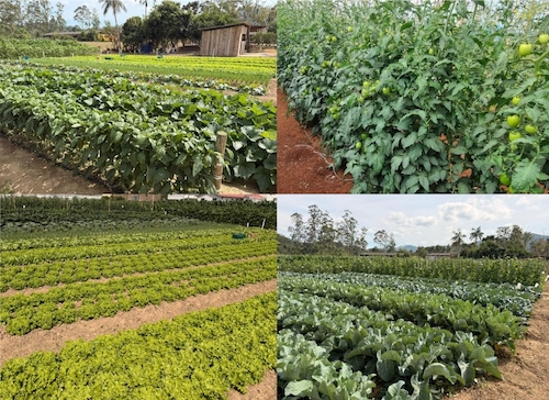 Dias de campo inovadores levam novas tecnologias e práticas de manejo para produtores de SP e SC