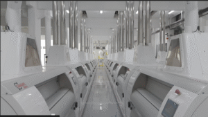 Selmi amplia capacidade de armazenagem de trigo no Paraná e reforça aposta em eficiência e qualidade