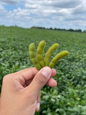 Chega ao mercado brasileiro solução integrada para o controle biológico de fungos e nematoides