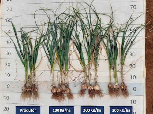 Produção nacional de alho tem alto potencial com uso de biotecnologia