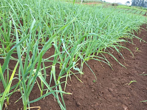 Produção nacional de alho tem alto potencial com uso de biotecnologia