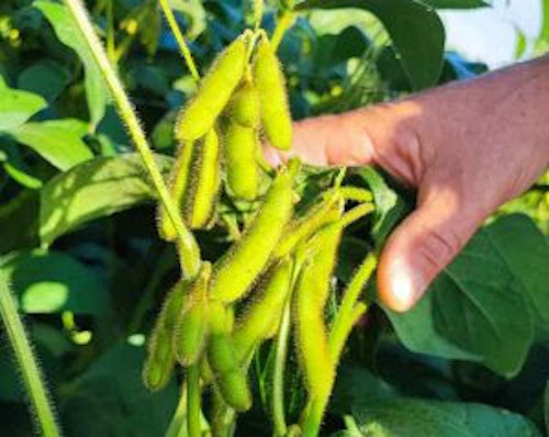 Novo biofungicida alia controle biológico eficaz e regeneração da microbiota do solo