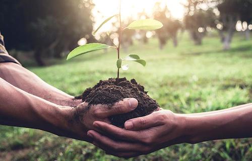  COP30 no Brasil: cinco soluções inovadoras para agricultura sustentável e segurança alimentar global