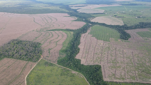 Programa REVERTE®, da Syngenta, ganha reconhecimento por transformar a agricultura por meio da recuperação de terras degradadas no Brasil