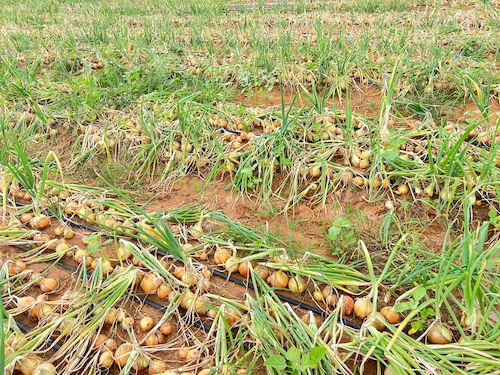 Produtividade da cebola avança no Brasil com expansão dos híbridos adaptados às regiões produtoras