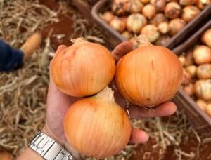 Produtividade da cebola avança no Brasil com expansão dos híbridos adaptados às regiões produtoras
