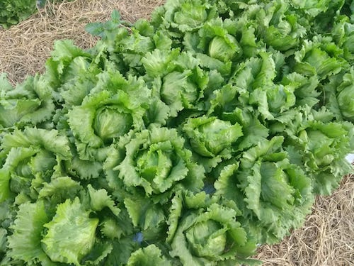 Pesquisa e melhoramento ampliam desempenho das alfaces cultivadas no Brasil