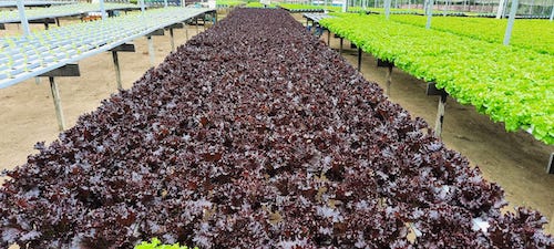 Pesquisa e melhoramento ampliam desempenho das alfaces cultivadas no Brasil