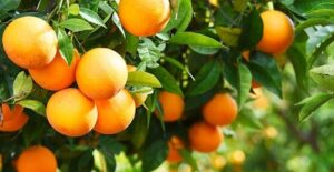 Do pomar à COP30: Citrosuco leva práticas regenerativas e créditos de carbono para o centro do debate climático