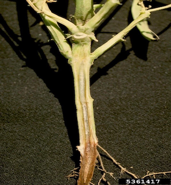 Biotecnologia auxilia no enfrentamento das doenças fúngicas do solo, uma ameaça silenciosa ao agronegócio