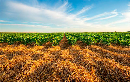 Sementes falsificadas enganam produtores e comprometem resultados no campo 