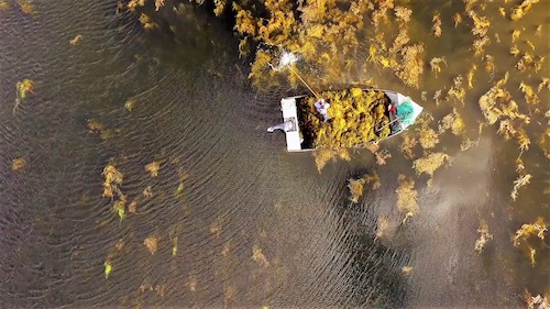  Extratos da alga Ascophyllum nodosum impulsionam eficiência e sustentabilidade na produção agrícola