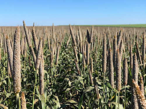  Milheto granífero ganha força na 2ª safra em um dos anos mais arriscados para o milho