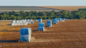 Algodão brasileiro reafirma seu protagonismo global em 2025