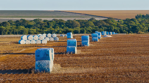 Algodão brasileiro reafirma seu protagonismo global em 2025