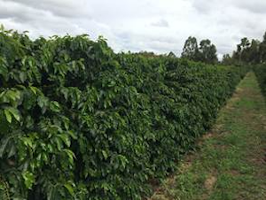 Uso de alga marinha como bioestimulante cresce na cafeicultura e contribui para ganhos de produtividade