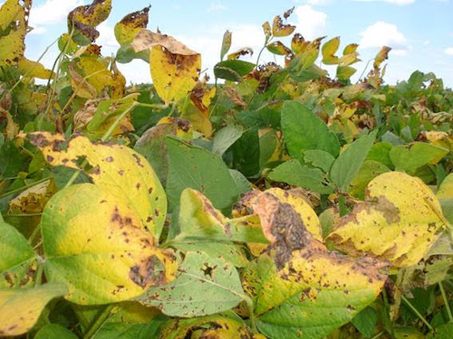 Comportamento mais agressivo da cercospora marca início da safra e exige manejos mais eficientes por meio de soluções estratégicas