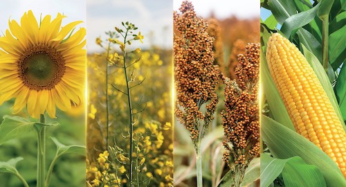 Com genética própria, Advanta Seeds investe em novos cultivos para avançar no Brasil