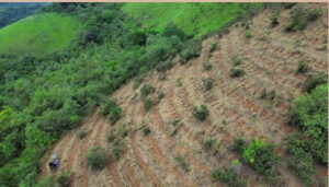 Evento da Apta Regional reunirá especialistas para discutir inovação na restauração ecológica no Noroeste Paulista