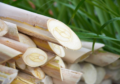  Com o palmito pupunha, SP chega a 9 IGS do agro e totaliza 12 Indicações Geográficas no estado