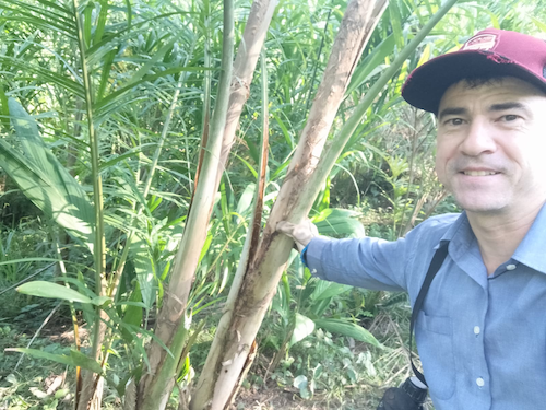 Com doze Indicações Geográficas (IG) reconhecidas, São Paulo consolida novas frentes de valor e identidade territorial. Nove indicações são referentes ao agro e a mais recente delas é a IG do palmito pupunha do Vale do Ribeira, que reforça o protagonismo da região mesmo após quase dois meses do reconhecimento oficial. A área, composta por 22 municípios, recebeu o selo de Indicação Geográfica (IG) para a cultura do palmito pupunha. O registro posiciona São Paulo entre os principais polos do país, reconhecendo o trabalho da Associação dos Produtores de Pupunha do Vale do Ribeira (Apuvale), que representa cerca de 1.800 famílias produtoras e 70 agroindústrias. Para o ex-presidente e atual diretor de marketing da Apuvale, Claudio de Andrade e Silva, a certificação representa um marco para o desenvolvimento regional. “É a única indicação de procedência para palmito no mundo e a ratificação de um trabalho de longo prazo para uma cultura que transformou a produção local. Antes, predominava o extrativismo predatório da palmeira juçara; hoje, há manejo agrícola de uma espécie promissora, a pupunheira”, afirmou. A certificação contempla o palmito in natura e processado. Com o registro, o produto poderá ser comercializado em diferentes formatos , como: tolete, rodelas, estirpe, picado, bandas, espaguete, entre outros, desde que atendam aos critérios estabelecidos em legislação específica. Para o produtor Jefferson Souza, de Jacupiranga, a IG fortalece a confiança do mercado e amplia oportunidades de comercialização. “A IG trará mais credibilidade e confiança ao produtor, expandindo nossas possibilidades comerciais. É um avanço para toda a cadeia produtiva”, destacou.