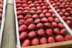 Governo de SP anuncia linha de crédito de R$3 milhões para cultivo de morango Recurso com juros a partir de 3% ao ano pode beneficiar mais de 100 produtores apenas na região de Atibaia e Jarinu