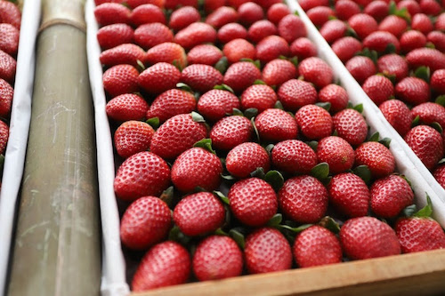 Governo de SP anuncia linha de crédito de R$3 milhões para cultivo de morango Recurso com juros a partir de 3% ao ano pode beneficiar mais de 100 produtores apenas na região de Atibaia e Jarinu