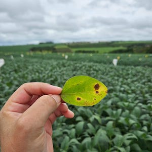 Lavouras necessitam de proteção biológica do início ao fim do ciclo