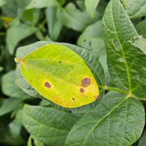 Lavouras necessitam de proteção biológica do início ao fim do ciclo