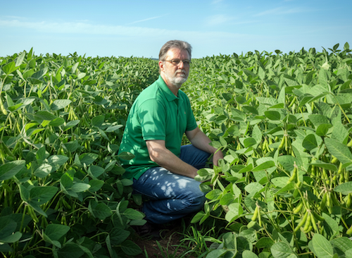 Ferramentas de edição gênica e novas culturas agrícolas