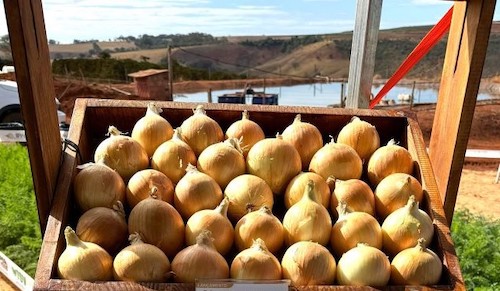 Variedade precoce e de alto desempenho amplia a eficiência no cultivo de cebola