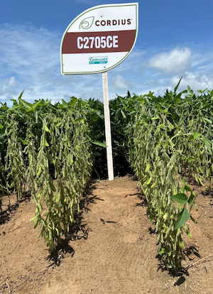 Cordius®, marca de licenciamento da Corteva, lança sete cultivares de soja com a biotecnologia Enlist®