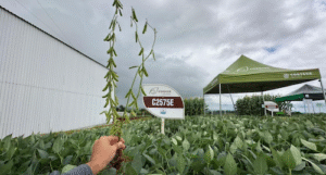 Cordius®, marca de licenciamento da Corteva, lança sete cultivares de soja com a biotecnologia Enlist®
