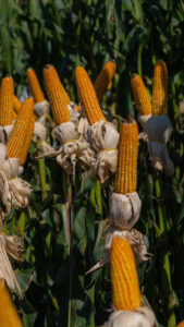 Tratamento de Sementes auxilia no controle de nematoides na safrinha de milho e auxilia na performance e produtividade