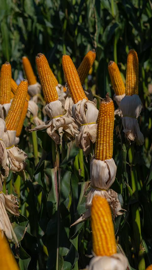 Tratamento de Sementes auxilia no controle de nematoides na safrinha de milho e auxilia na performance e produtividade