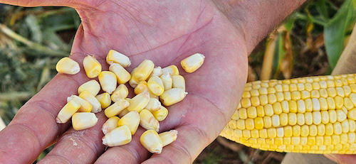 Variedades precoces de milho e sorgo são destaque em Dia de Campo Cotrisul
