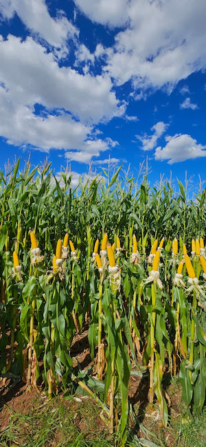 Variedades precoces de milho e sorgo são destaque em Dia de Campo Cotrisul
