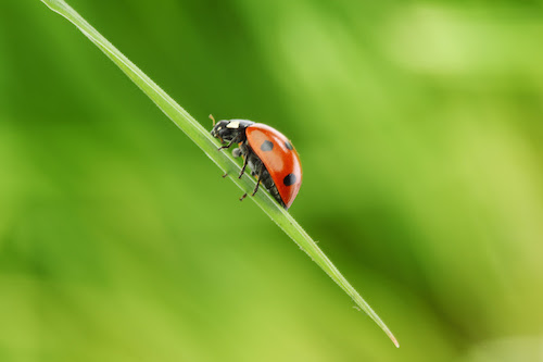 Do marco legal à prática: desafios regulatórios após 1 ano de Lei de Bioinsumos