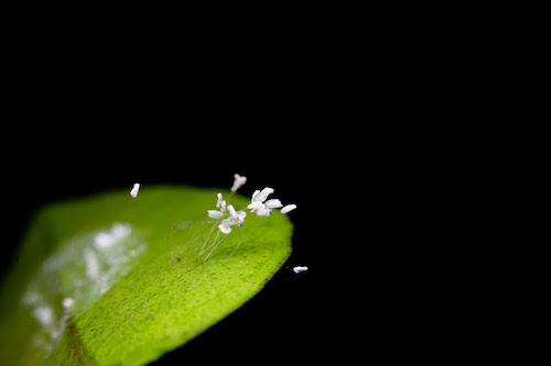 Do marco legal à prática: desafios regulatórios após 1 ano de Lei de Bioinsumos