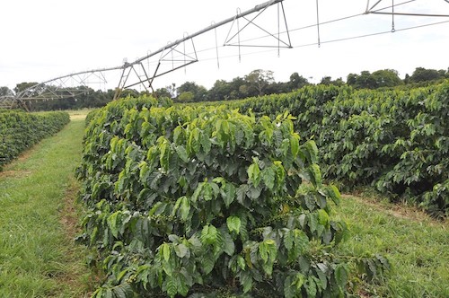 A contribuição dos 50 anos de ciência para transformação da agricultura irrigada no Cerrado