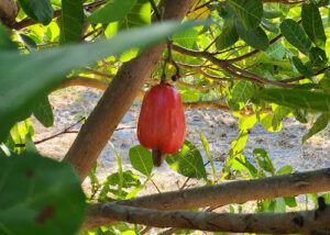 Nova cultivar BRS 805 reforça a produção de cajueiro no Ceará