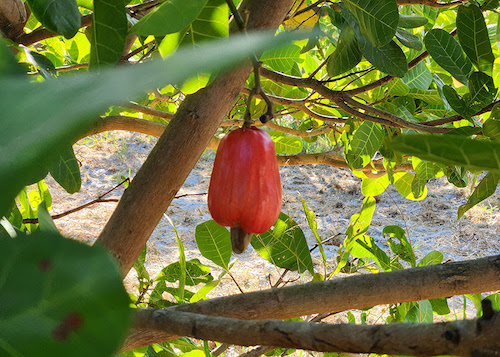 Nova cultivar BRS 805 reforça a produção de cajueiro no Ceará