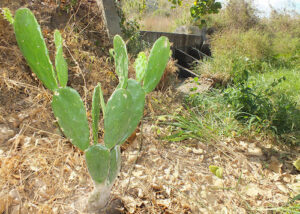Tecnologia orienta a gestão da água em propriedades familiares do Semiárido