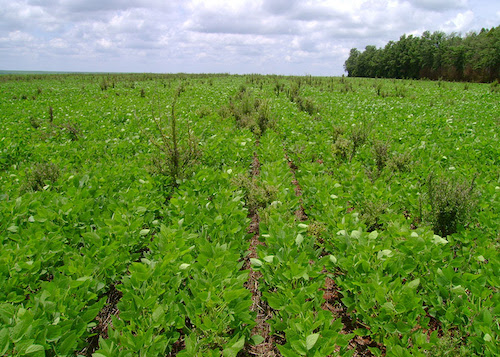  Bioherbicida à base de bactéria da Caatinga pode controlar planta invasora
