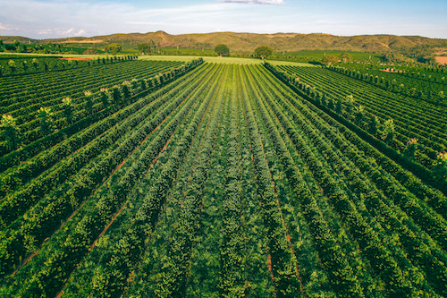 DA ESQUERDA PARA DIREITA - GLAUCIO DE CASTRO_PRESIDENTE DA FEDERAÇÃO DOS CAFEICULTORES; FARLLA GOMES_GERENTE TÉCNICA DE SUSTENTABILIDADE E MARCELO MONATNARI_COOPERADO E ANFITRIÃO DO EVENTO