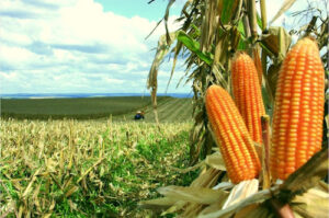 Biotecnologia impulsiona produtividade do milho no Brasil e fortalece a sustentabilidade da cadeia do agro