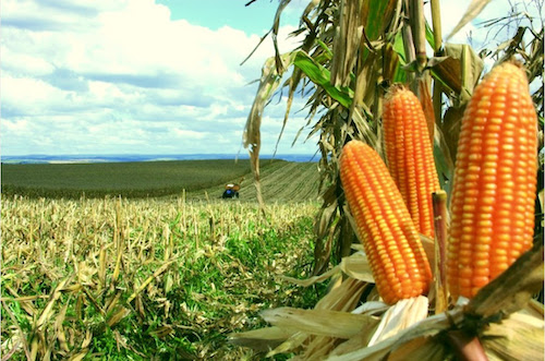 Biotecnologia impulsiona produtividade do milho no Brasil e fortalece a sustentabilidade da cadeia do agro