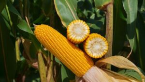 Forseed aposta no FS695 para liderar a nova fase da safrinha em Mato Grosso